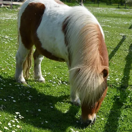 Reethaeuser Auf Ruegen Lejlighedshotel